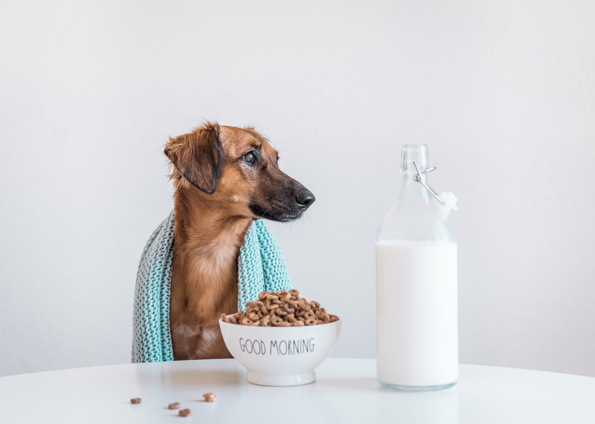 Можно кормить щенка молоком. Молоко кобеля. Почему собакам нельзя молоко. Можно ли собакам молоко.